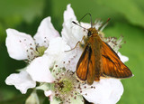 Male European  Large Skipper Butterfly (Ochlodes sylvanus) feeding on a blackberry flower