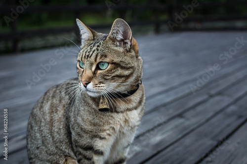 Fototapeta Naklejka Na Ścianę i Meble -  Tabby cat with a bell on its neck sitting on wooden deck in the evening dusk.