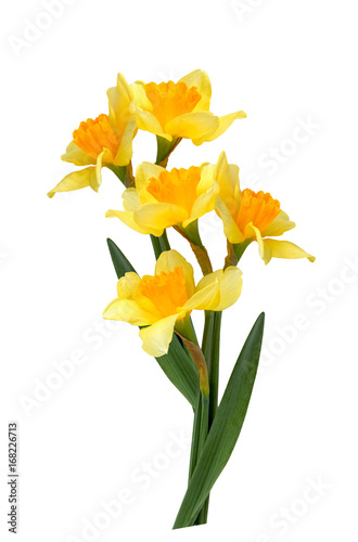 Fototapeta Naklejka Na Ścianę i Meble -  Yellow daffodils on a white background.