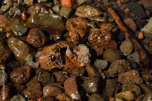 Bee on a water puddle with small stones