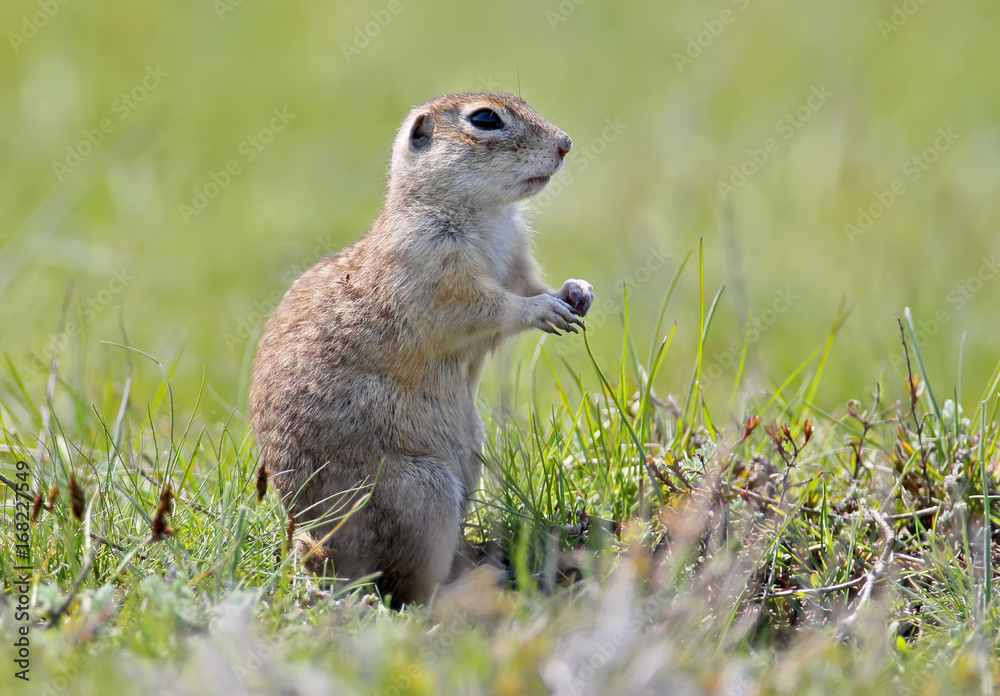 Fototapeta premium Spermophilus on the grass close up portrait