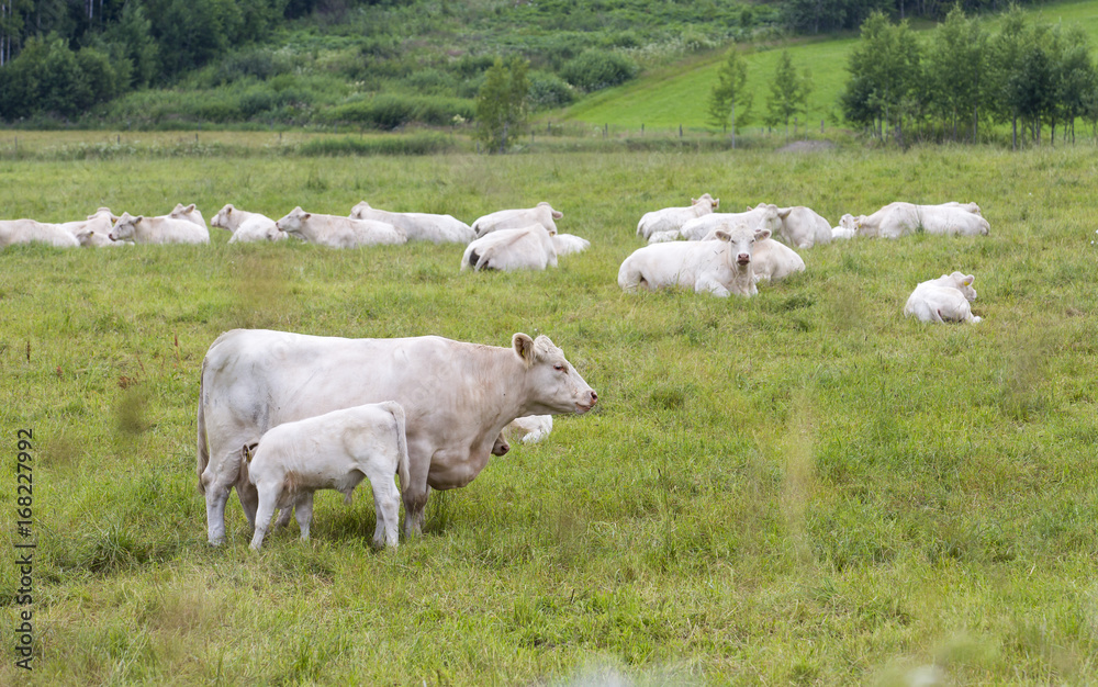 Fototapeta premium White cattle outdoors in the field.