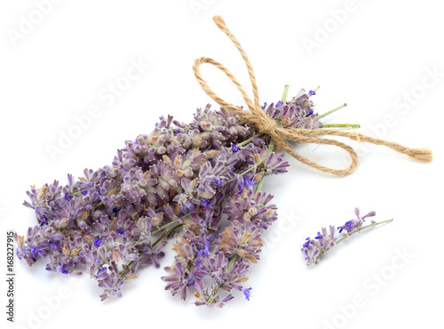 lavender isolated on a white background