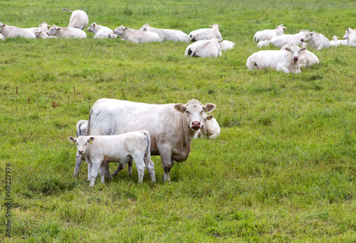 White cattle outdoors in the field.
