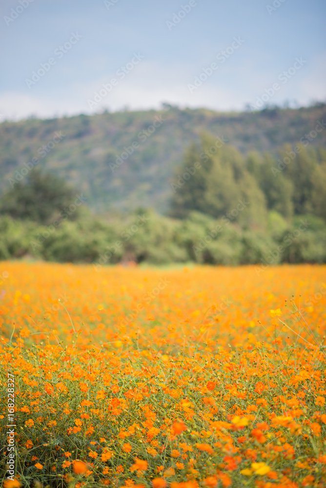 Obraz premium flower field