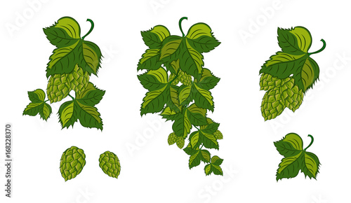 set; Garland of hops with leaves and cones, isolated. Vector illustration.