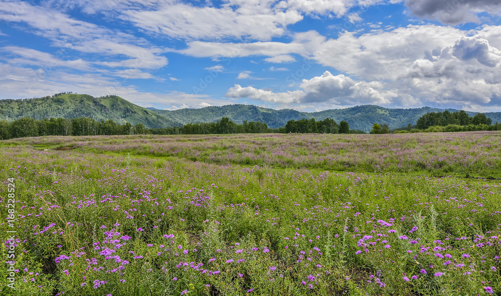 Picturesque mountain flowering meadow - colorful summer landscape