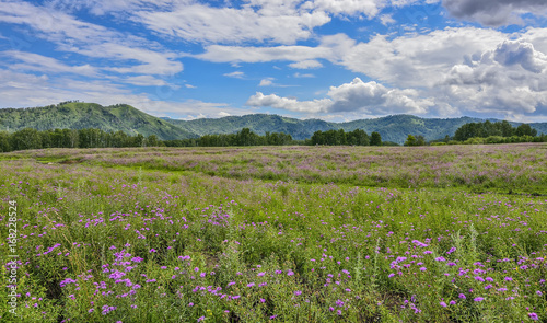 Picturesque mountain flowering meadow - colorful summer landscape