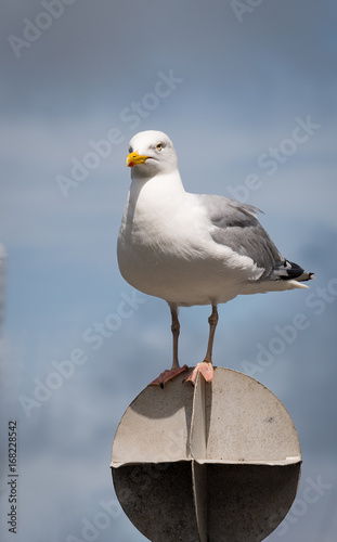 Seagull on a perch in Padstow, Cornwall, UK