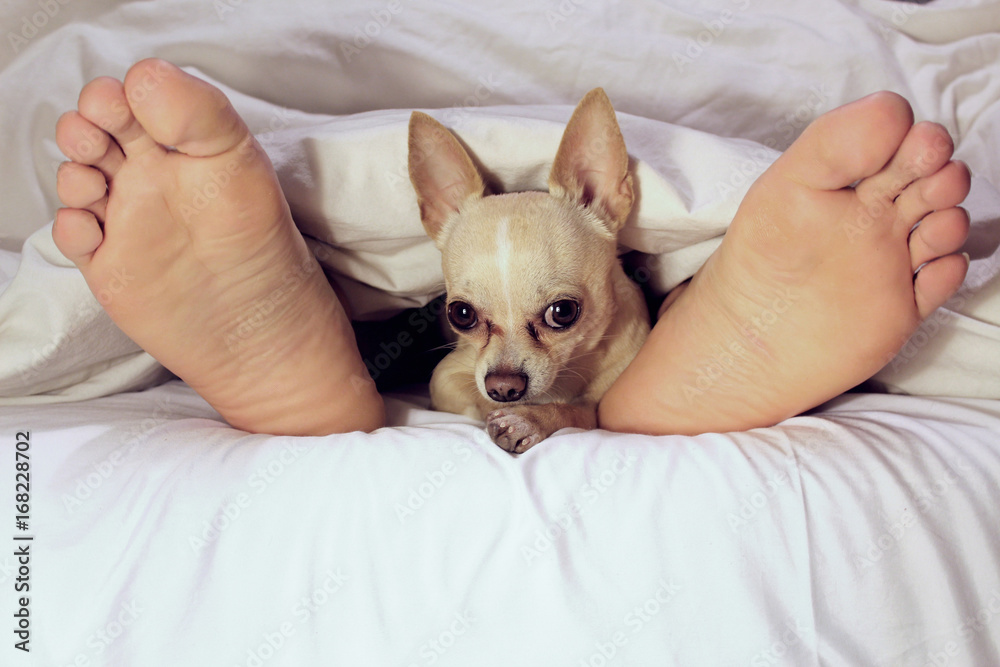 perro en la cama perro en la cama