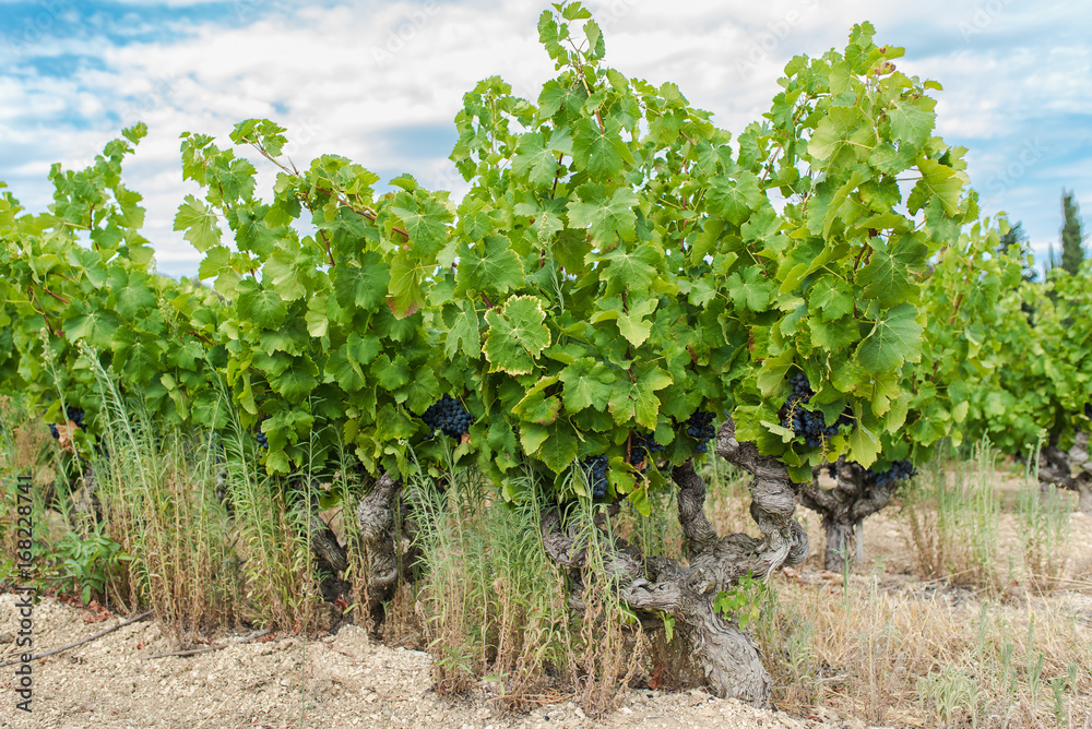 Vineyards in Burgundy, ripe grape in summer