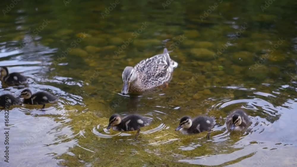 Ducklings and ducks swim in a clean pond. slow motion. 1920x1080. full hd Ducklings and ducks swim in a clean pond. slow motion. 1920x1080. full hd