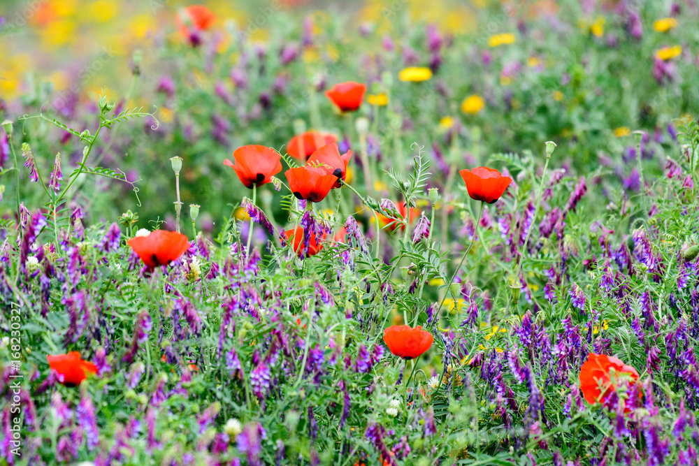Fototapeta premium Flower field