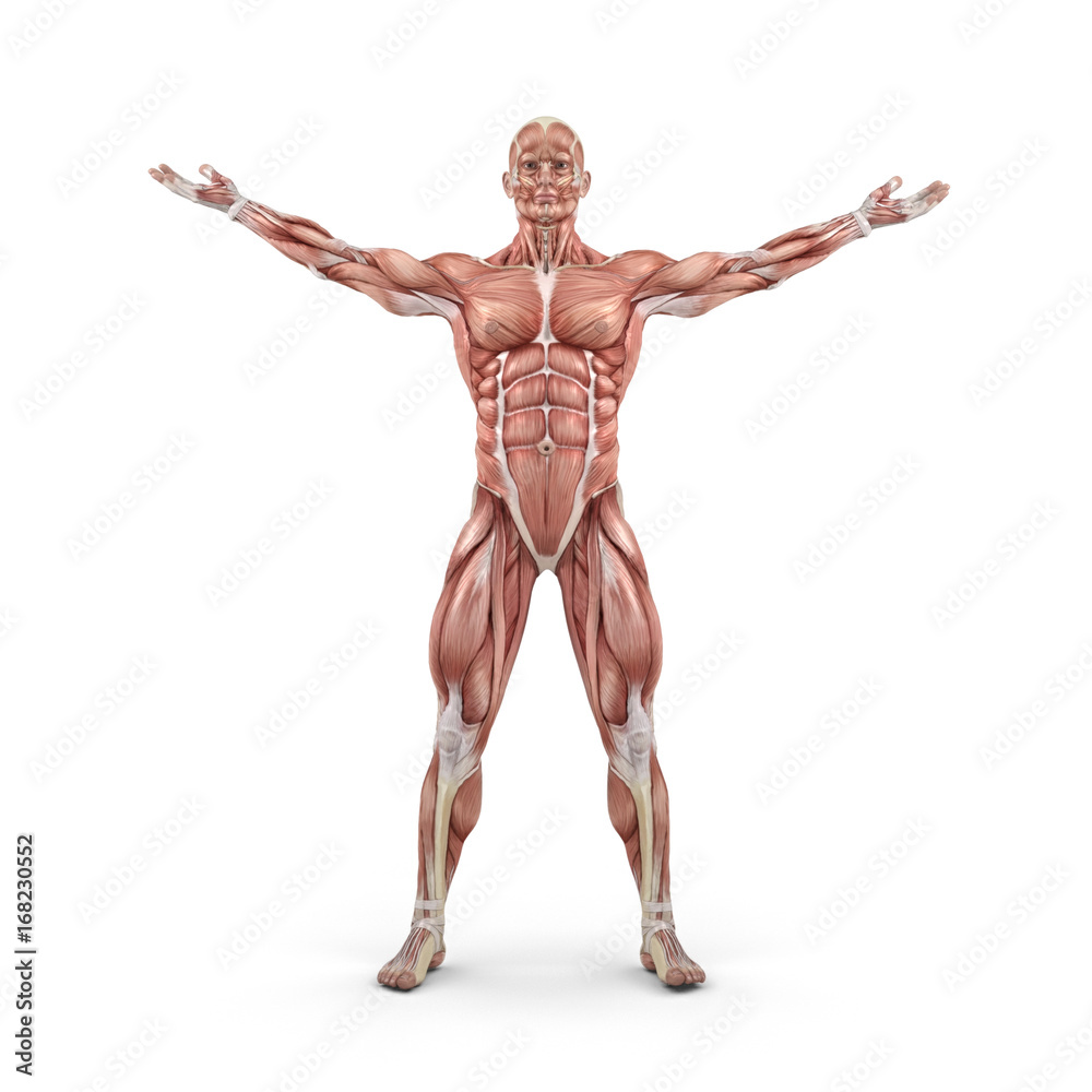 Front view of the muscular system