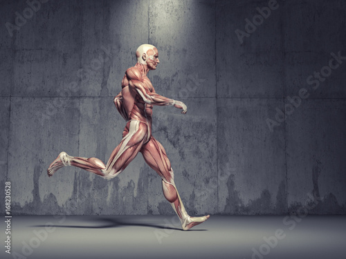 The muscular system © Orlando Florin Rosu