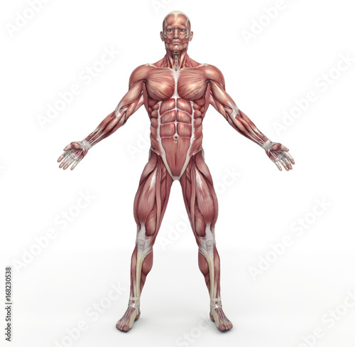 Obraz na plátně Male muscular system
