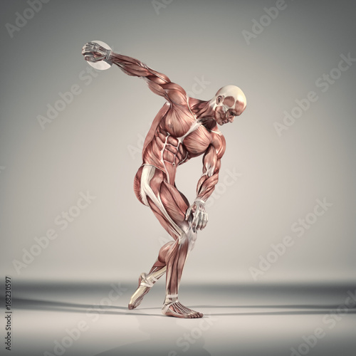 The muscular system
