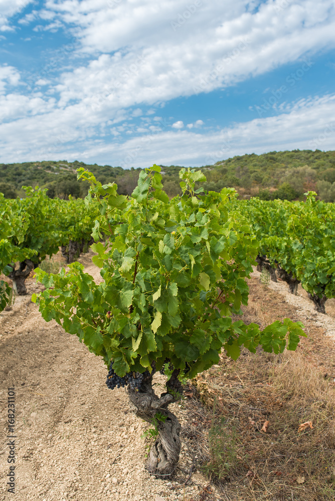 Vineyards in Burgundy, ripe grape in summer
