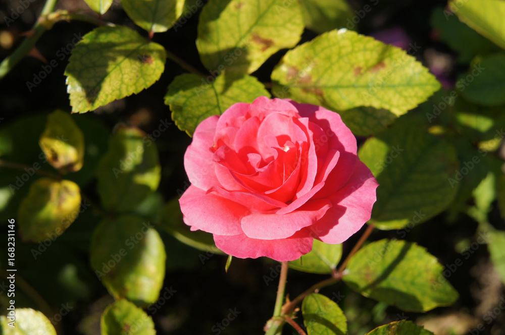 Pink rose flower with green background Pink rose flower with green background