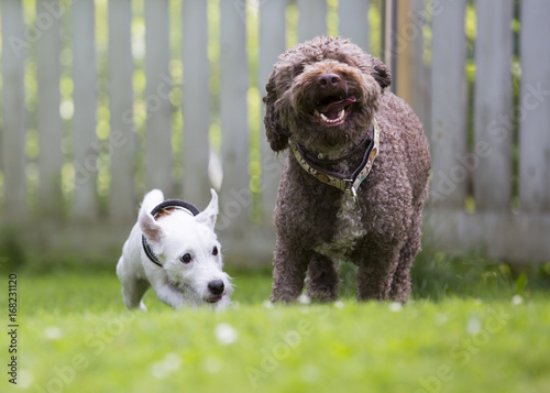 Two dogs playing outdoors. White dog is a parson russel terrier puppy.