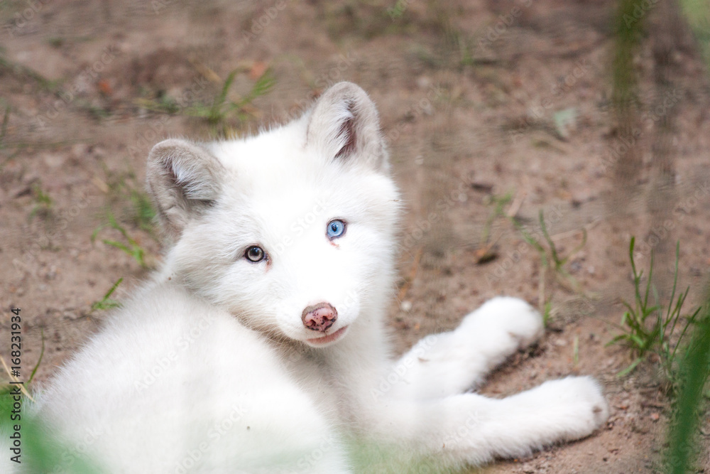 Naklejka premium Polarfuchs