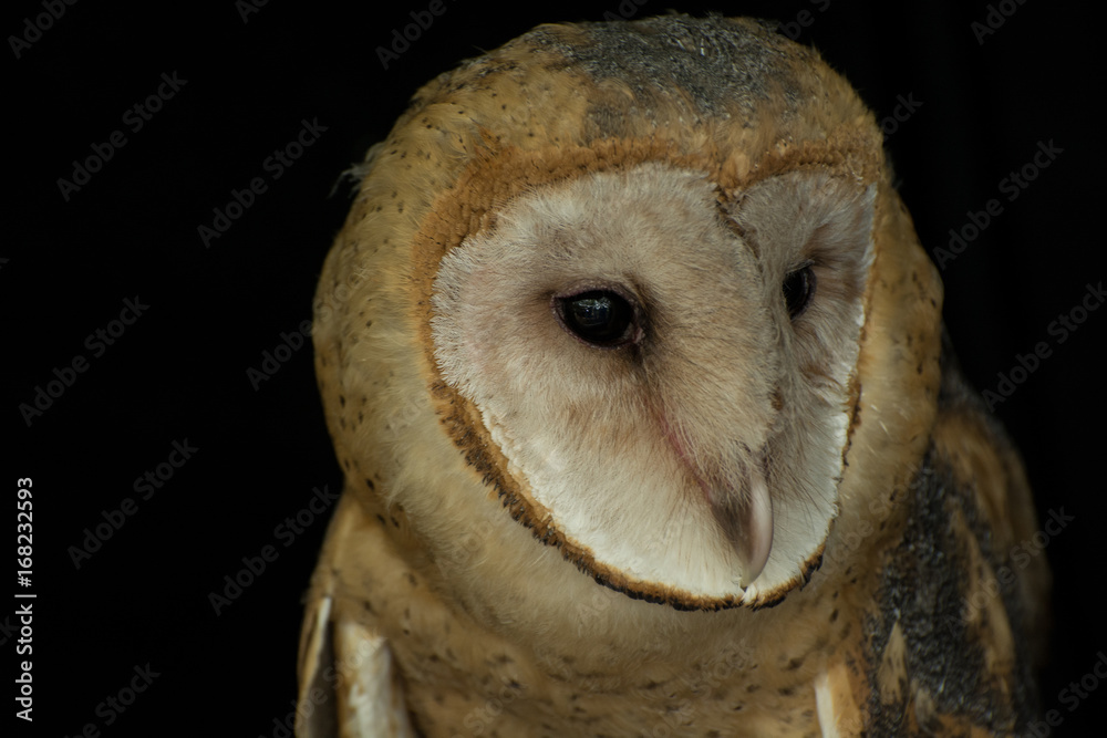 Fototapeta premium Barn Owl Close Up
