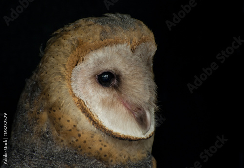 Barn owl © Julio