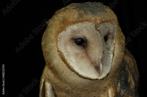 Barn Owl Close Up © Julio