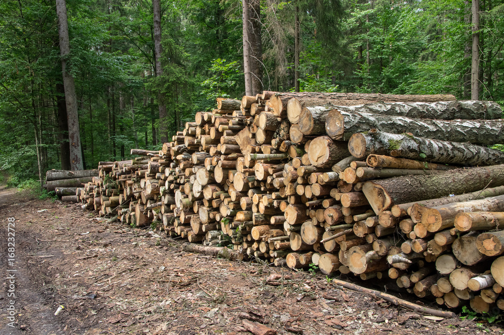 Background stack of logs in the forest, side view.