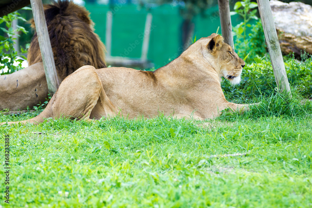 Naklejka premium Lion