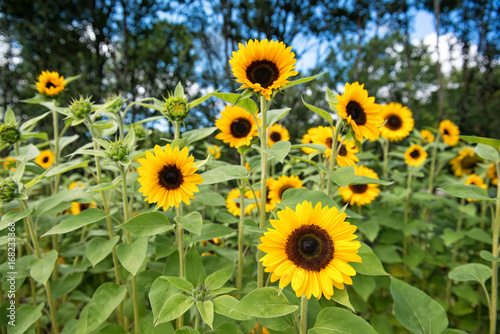 Fototapeta Naklejka Na Ścianę i Meble -  Beautiful field of sunflowers in the garden