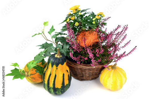 flower pot of heather with mini pumpkins on isolated white background. Halloween. photo