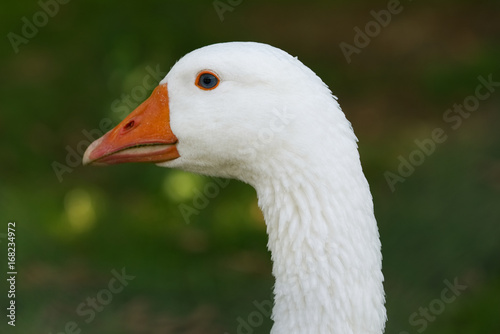Close-up of white goose head profile