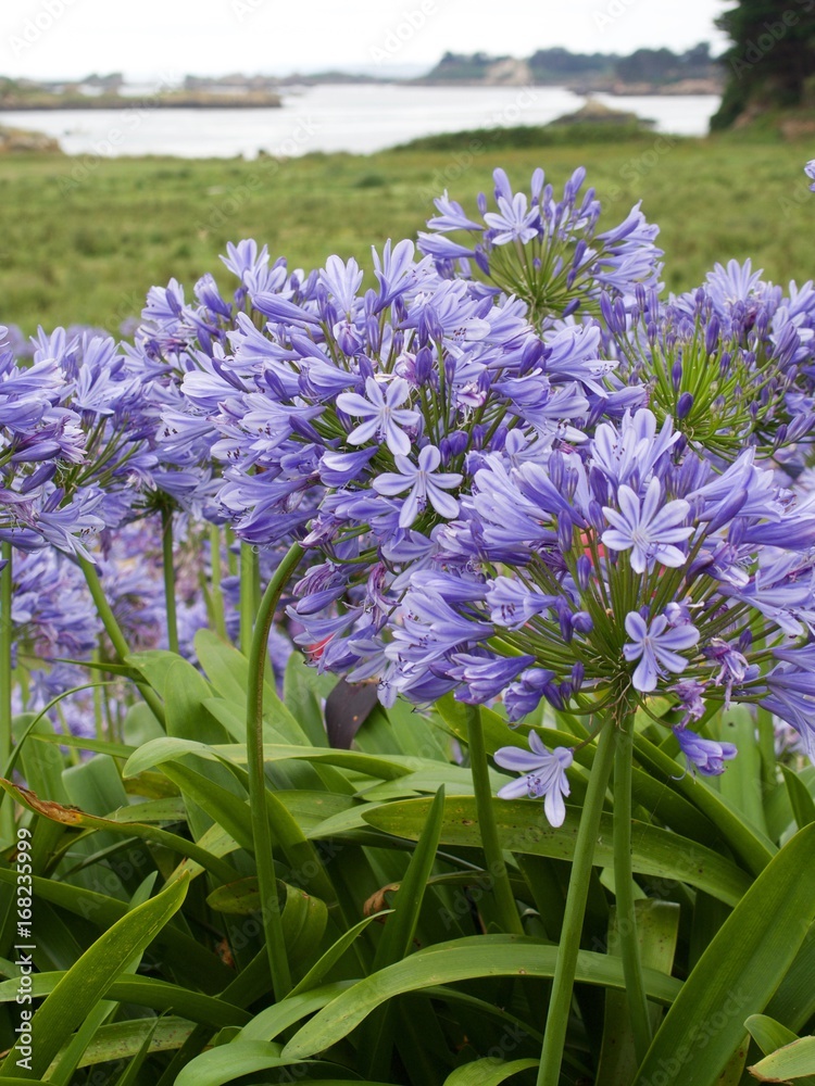 Obraz premium agapanthes