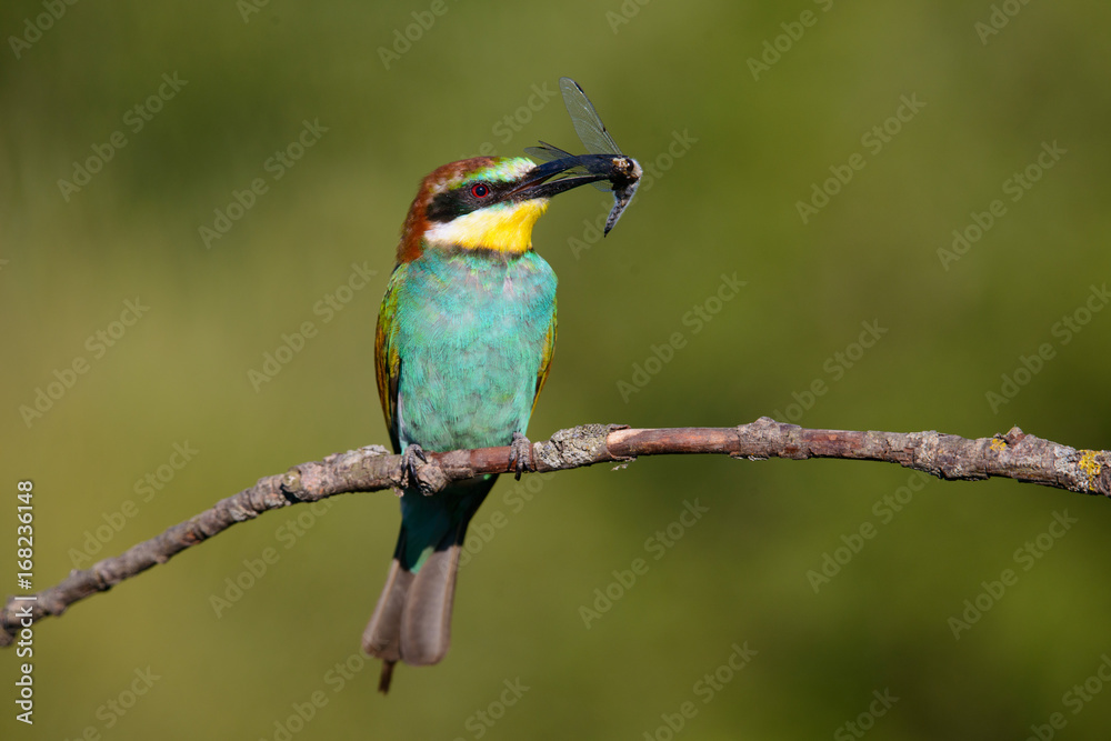 Fototapeta premium European bee-eater with dragonfly in beak on a beautiful background