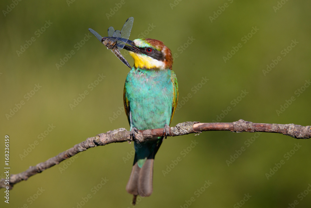 Fototapeta premium European bee-eater with dragonfly in beak on a beautiful background