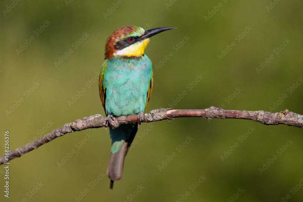 European bee-eater on a branch European bee-eater on a branch
