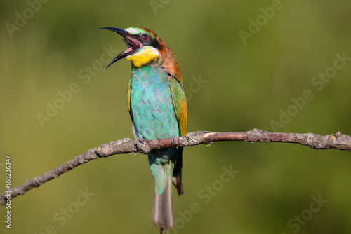 European bee-eater with open beak