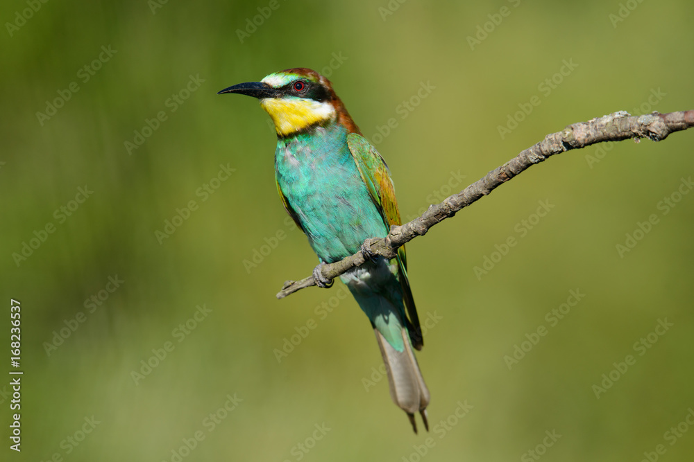 European bee-eater on a branch European bee-eater on a branch