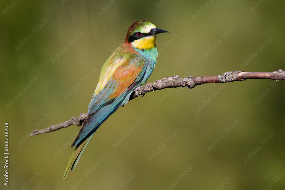 European bee-eater on a branch European bee-eater on a branch