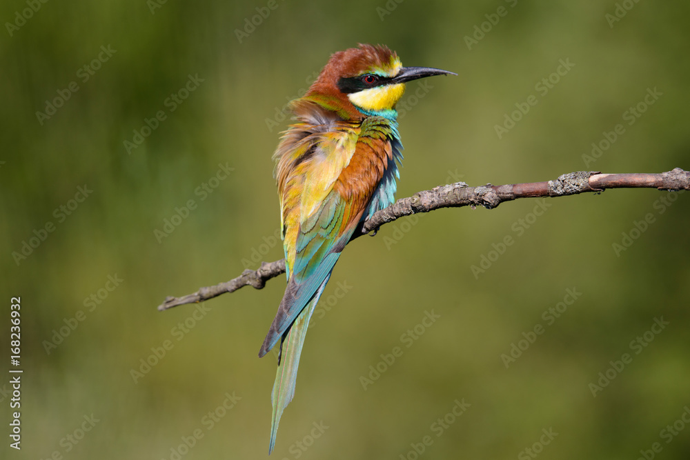 Obraz premium European bee-eater shaggy on a beautiful background
