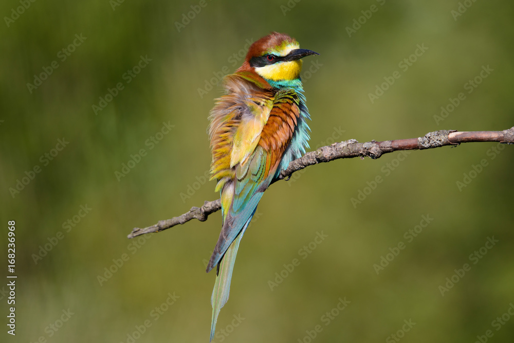 European bee-eater shaggy on a beautiful background European bee-eater shaggy on a beautiful background