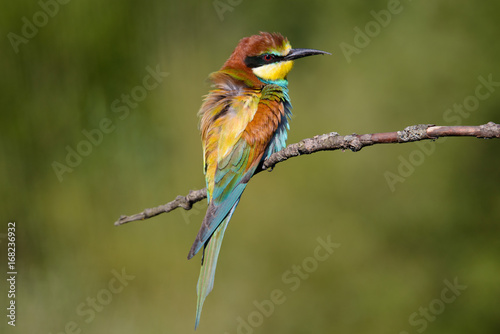 European bee-eater shaggy on a beautiful background