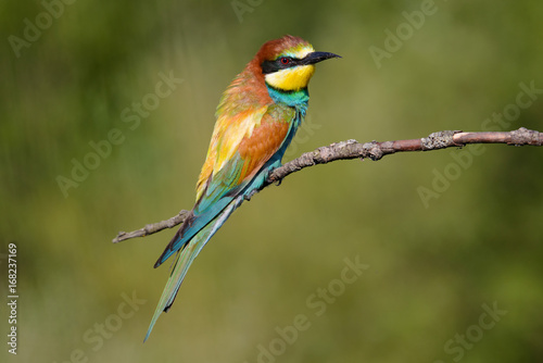 European bee-eater on a branch © Aleksei Zakharov