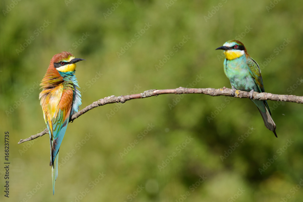 Golden several bee-eaters sitting on a branch Golden several bee-eaters sitting on a branch