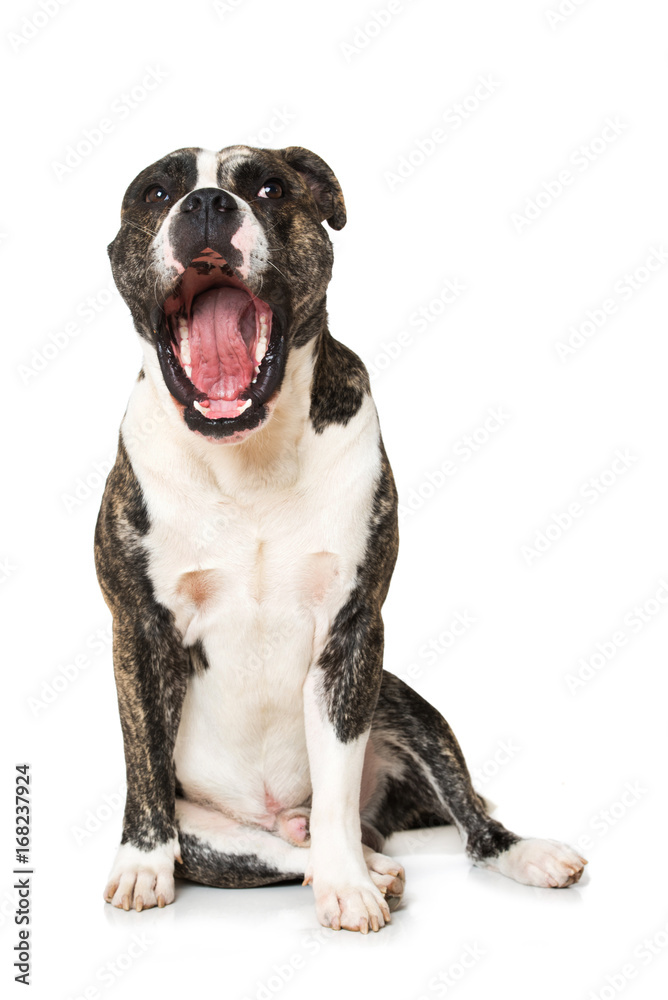 Gähnende Bulldogge