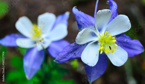 Columbine Flower