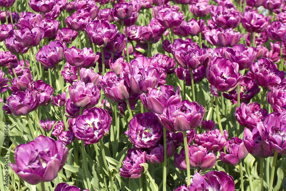 Fototapeta premium Violet tulips on flowerbed