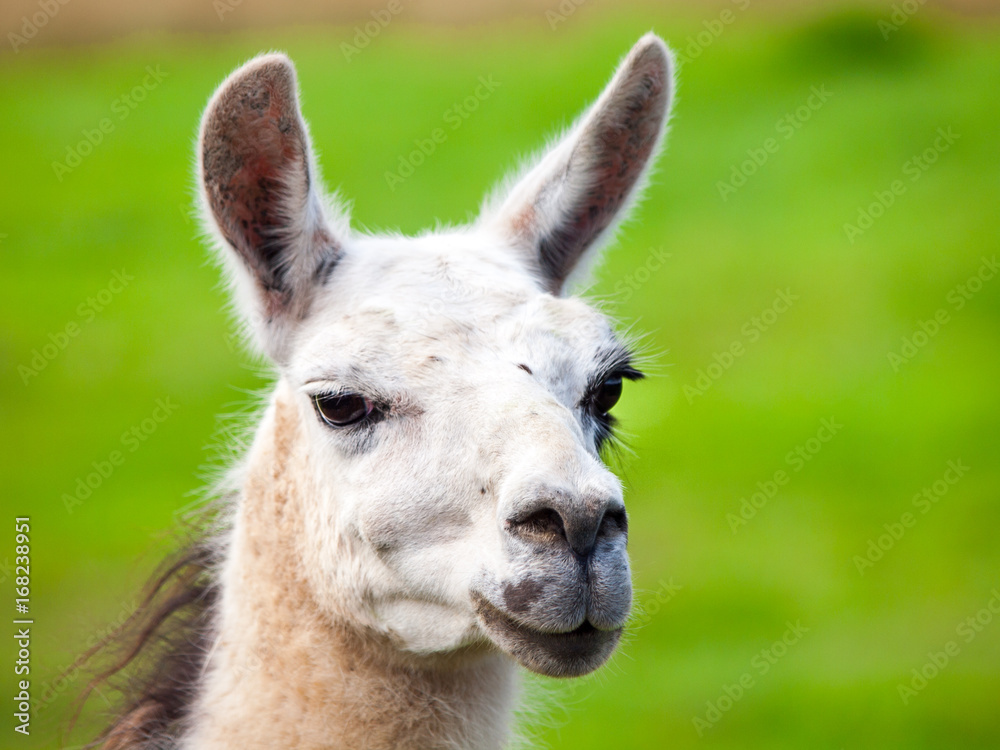 Llama portrait. South american mammal. Close-up view with green grass background.