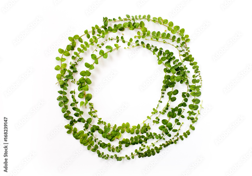 Floral round frame with green branches and leaves on white background. Flat lay, top view
